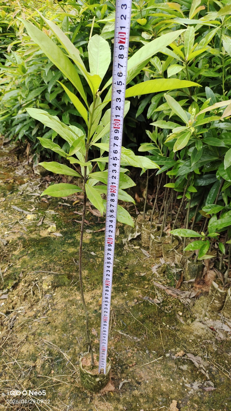 木荷种苗/木荷苗
