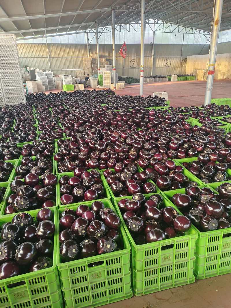山东紫光圆茄价格美丽对接全国质量好走货快欢迎询价