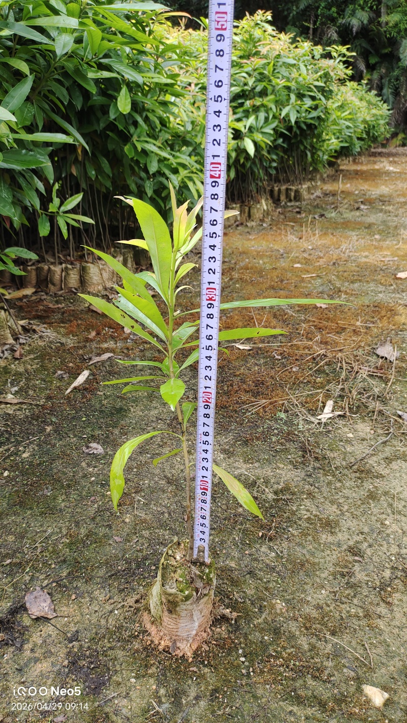 木荷小袋苗/木荷苗/