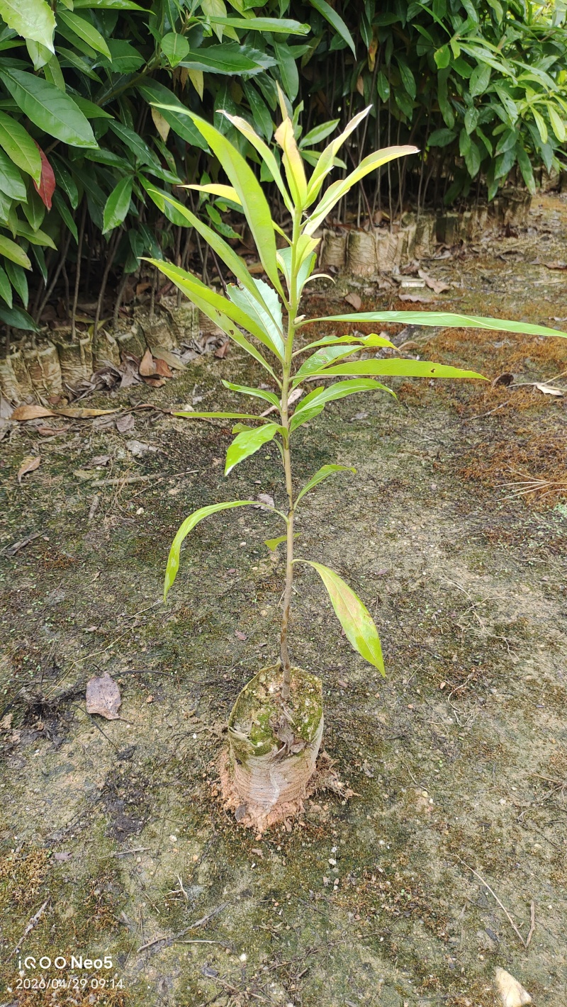 木荷小袋苗/木荷苗/