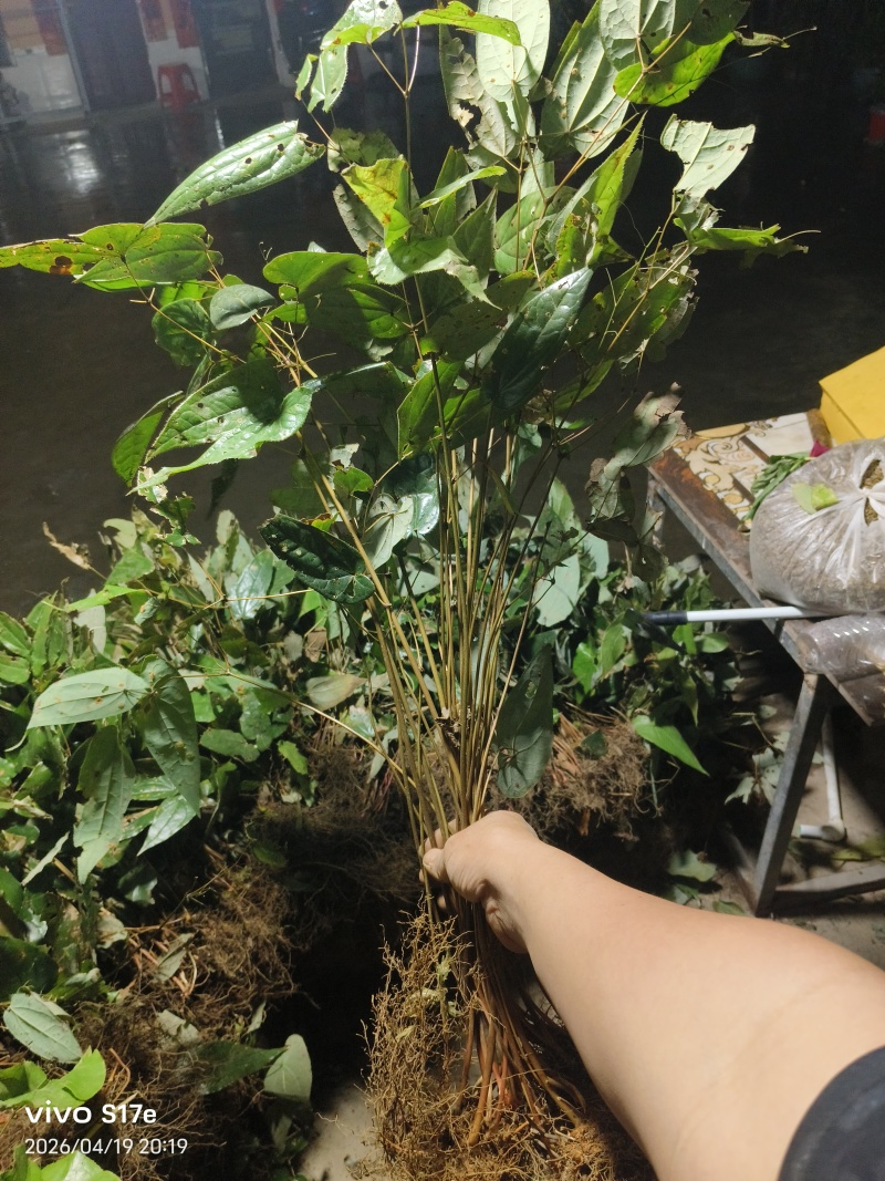 高产量下山剑叶淫羊藿三枝九叶草种苗