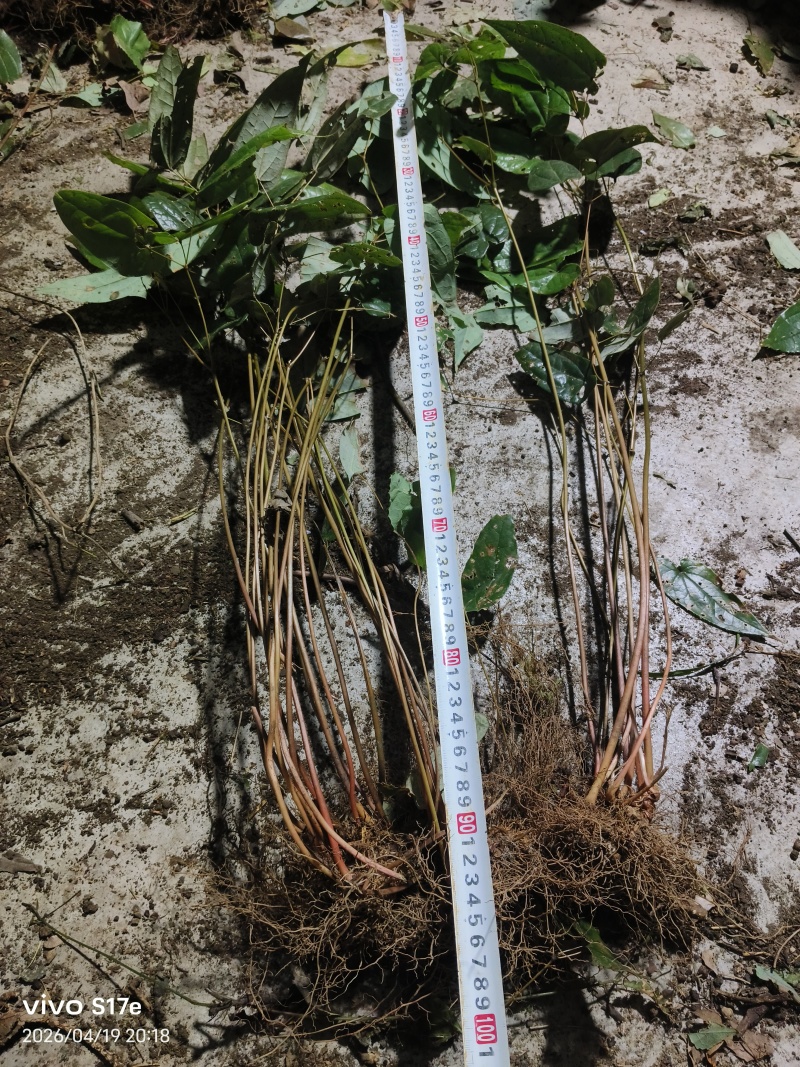 高产量下山剑叶淫羊藿三枝九叶草种苗