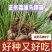 荔浦马蹄（荸荠）种苗水果马蹄种苗成活率98%以上