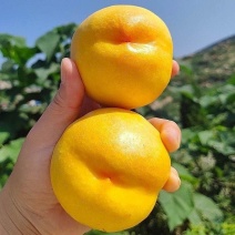 蒙阴黄桃