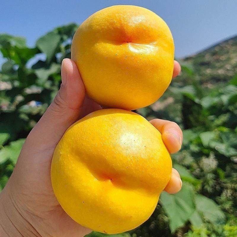 蒙阴黄桃