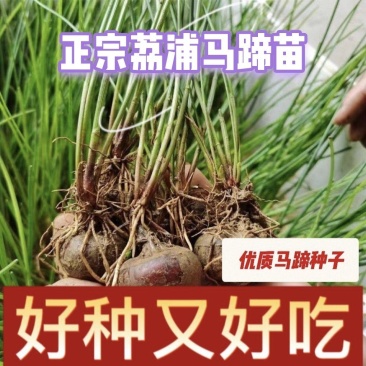 荔浦马蹄（荸荠）种苗水果马蹄种苗成活率98%以上