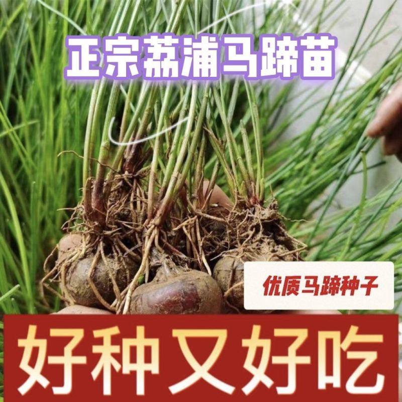 荔浦马蹄（荸荠）种苗水果马蹄种苗成活率98%以上
