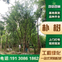 朴树树苗大树园林绿化工程苗木行道庭院朴树苗道路风景树