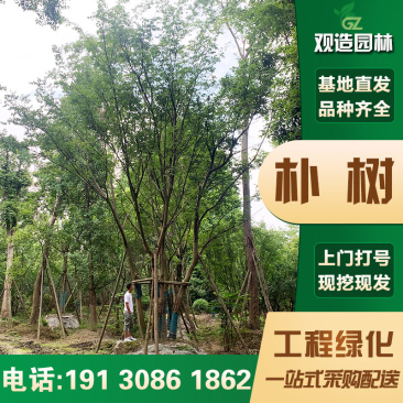 朴树树苗大树园林绿化工程苗木行道庭院朴树苗道路风景树