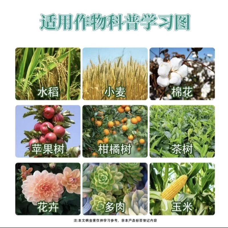 10%联苯菊酯噻虫嗪小麦蚜虫专用杀虫剂