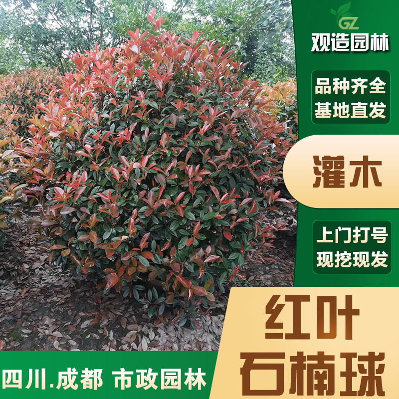 红叶石楠球树苗四川园林工程绿篱笆绿化带灌木小苗树形植物