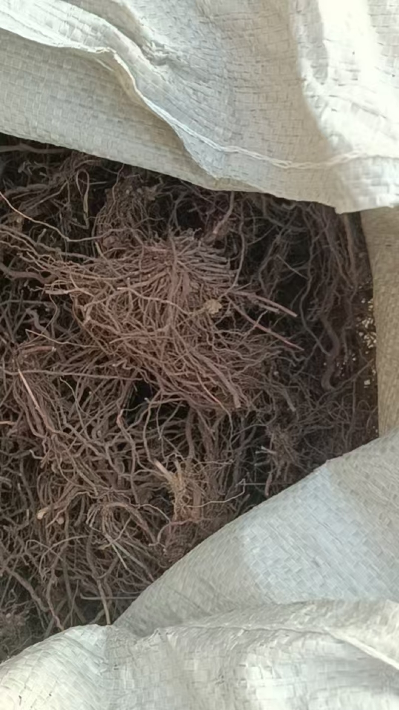 莤草通货