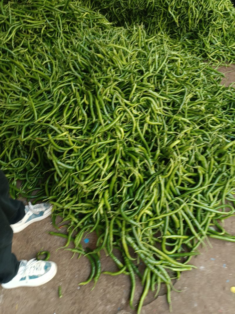 贵州毕节辣椒日产2万斤手慢拍大腿