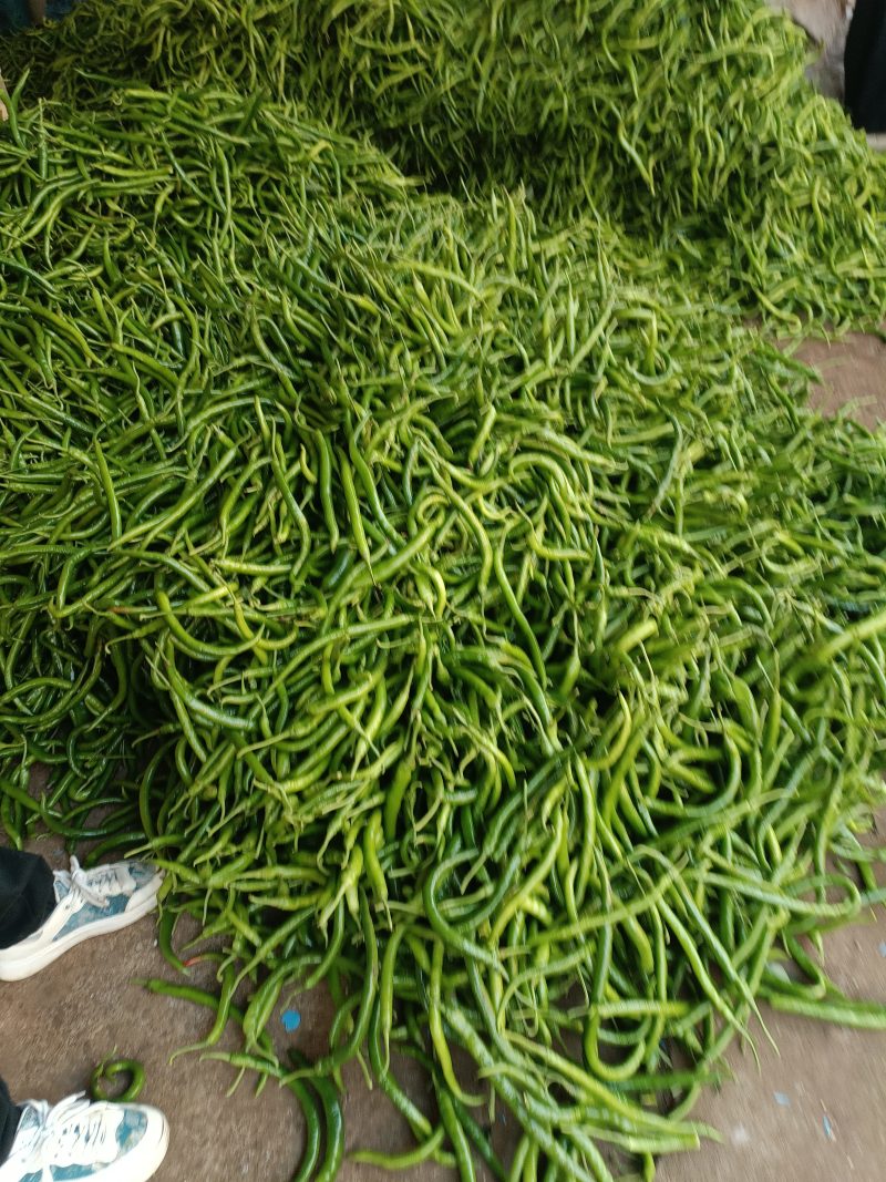 贵州毕节辣椒日产2万斤手慢拍大腿