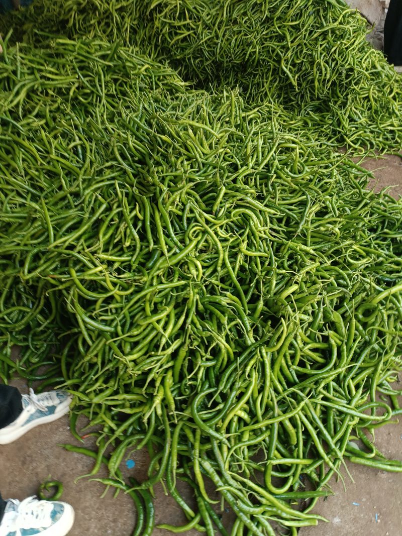 贵州毕节辣椒日产2万斤手慢拍大腿