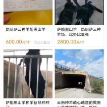昆明萨云种羊场