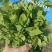 东北山野菜