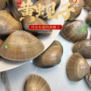 丹东特产大黄蚬子白蚬子团购市场直播一件发