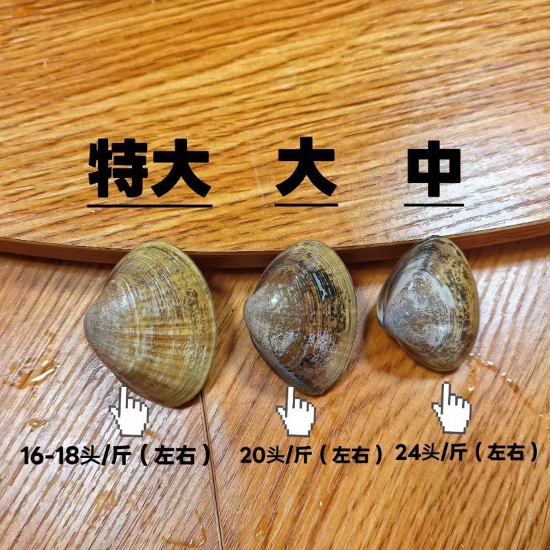 丹东特产大黄蚬子白蚬子团购市场直播一件发