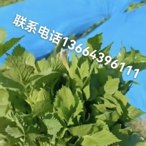东北山野菜
