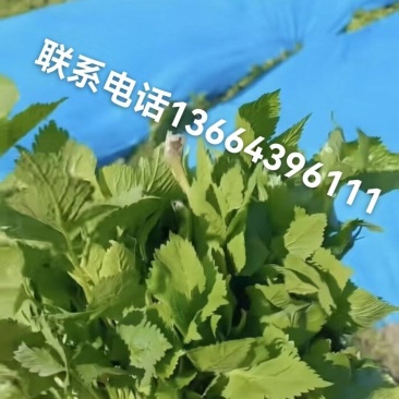 东北山野菜