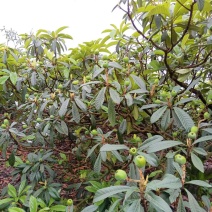 峨眉山高山老树枇杷