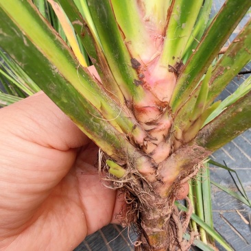 湘西野生石菖蒲种苗联系我电话和微***********
