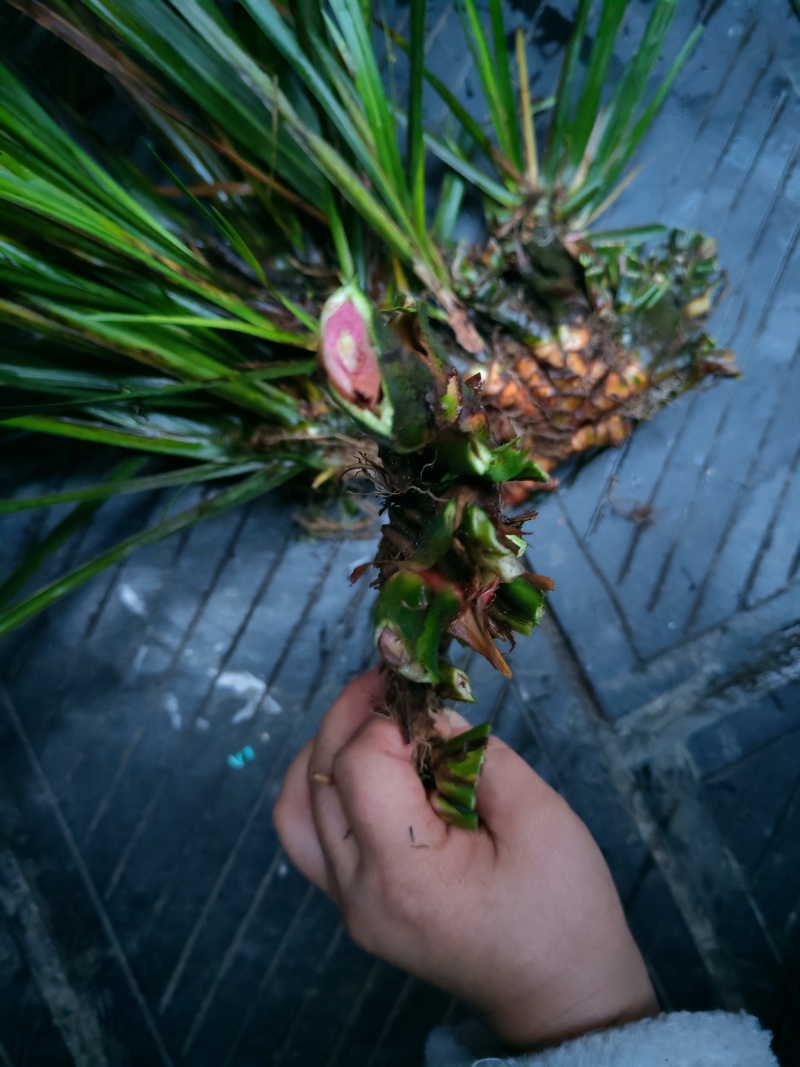 湘西野生石菖蒲种苗联系我电话和微***********