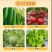 5%阿维菌素噻唑膦黄瓜根结线虫内吸传导治疗颗粒撒施冲施