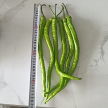 精品8号线椒大型辣椒种植基地现货大量上市