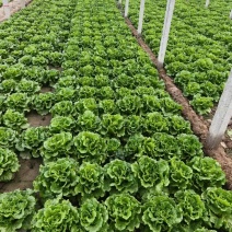 河南安阳生菜意大利生菜基地直供品质优新鲜现摘可视频