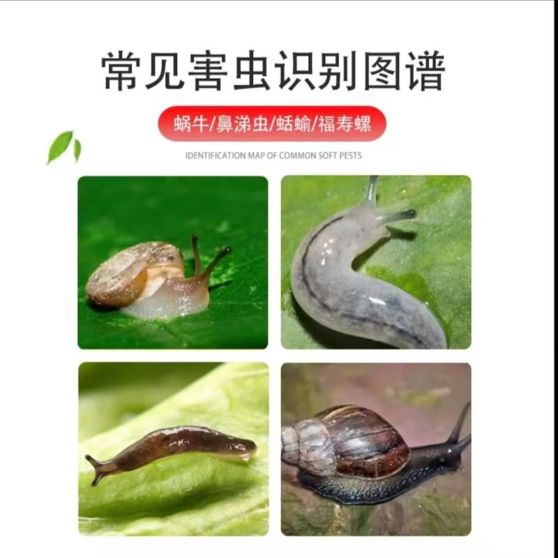 15%高含量四聚乙醛蜗牛药鼻涕牛软体颗粒撒施
