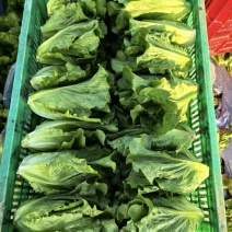 安阳生菜精品意大利生菜一手货源基地直供可视频看货欢迎