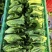 安阳生菜精品意大利生菜一手货源基地直供可视频看货欢迎