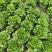安阳生菜精品意大利生菜一手货源基地直供可视频看货欢迎