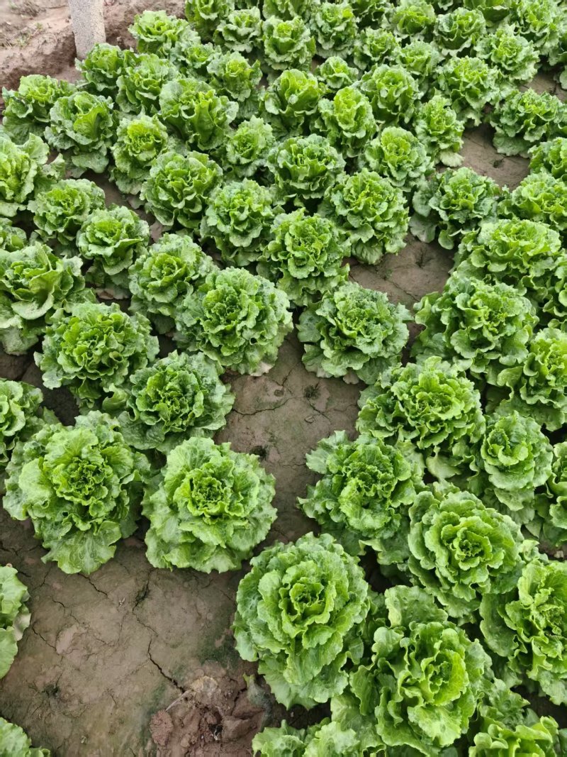 安阳生菜精品意大利生菜一手货源基地直供可视频看货欢迎
