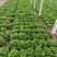 安阳生菜精品意大利生菜一手货源基地直供可视频看货欢迎