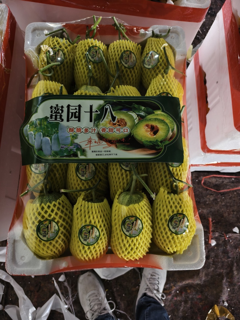 长金冠圆金冠天美519大棚吊秧甜瓜头茬口感脆甜17个糖