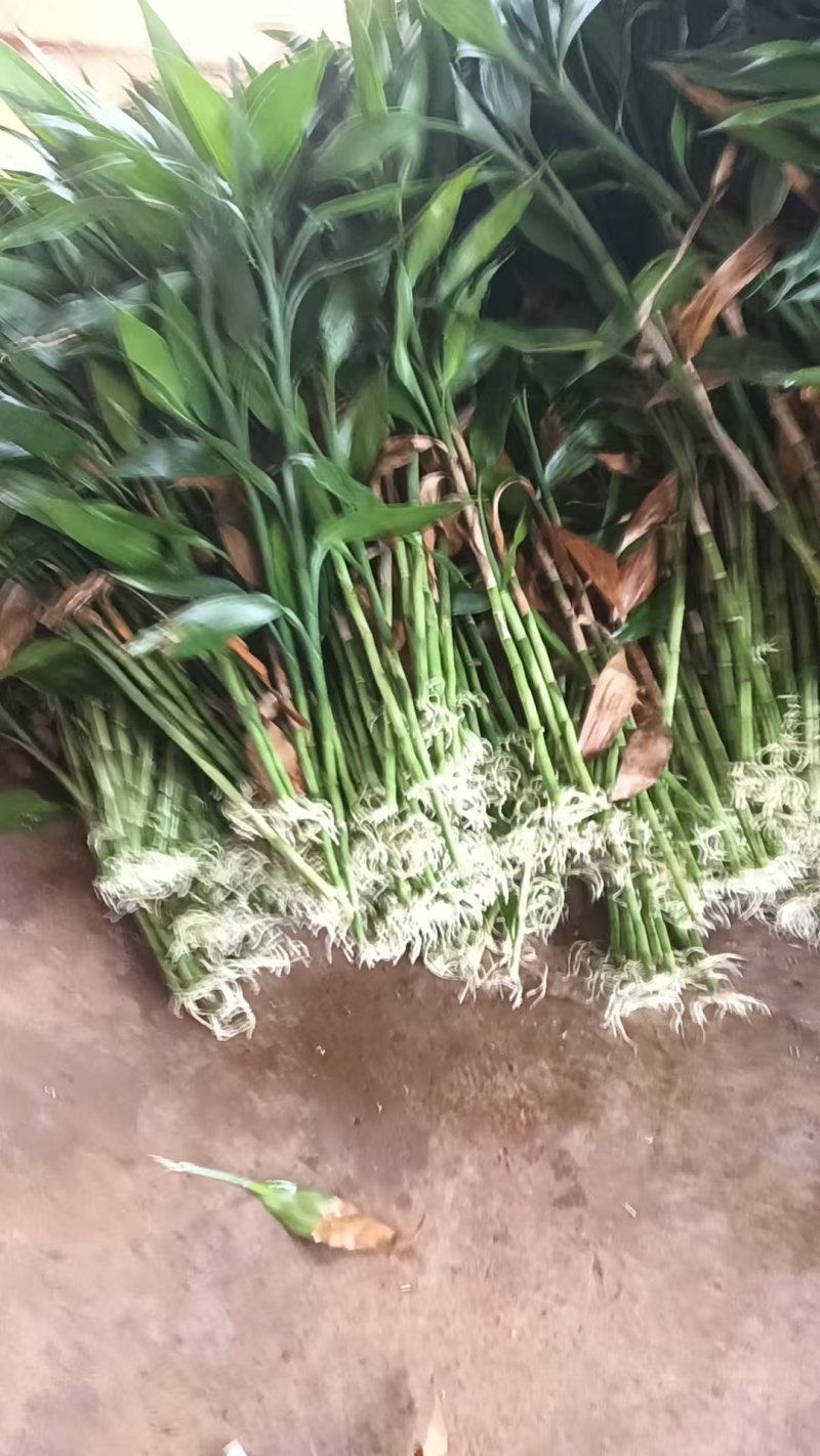 带根富贵竹盆栽绿植自家基地质优价廉包养活桌面小盆栽带
