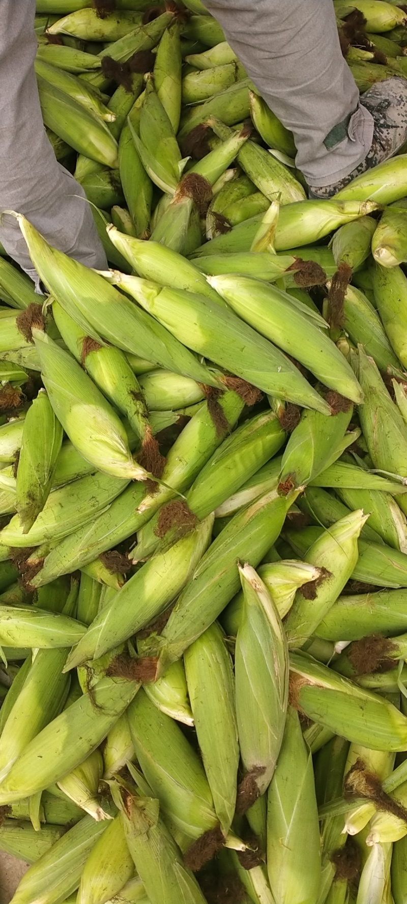 花糯玉米