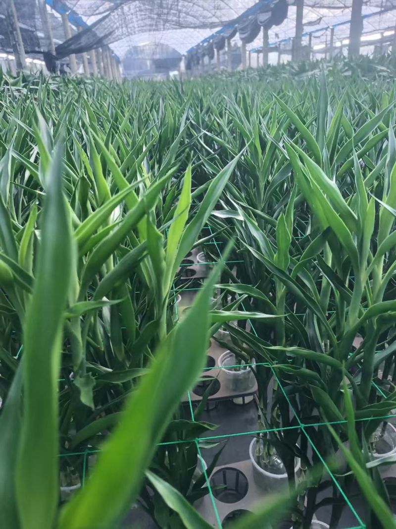 带根富贵竹盆栽绿植自家基地质优价廉包养活桌面小盆栽带