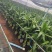 带根富贵竹盆栽绿植自家基地质优价廉包养活桌面小盆栽带