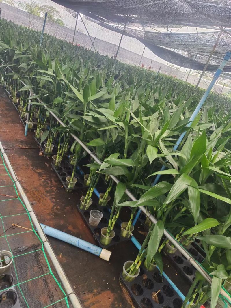 带根富贵竹盆栽绿植自家基地质优价廉包养活桌面小盆栽带