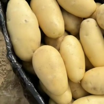 云南土豆黄皮黄心大量有现货，诚信合作需要采购联系