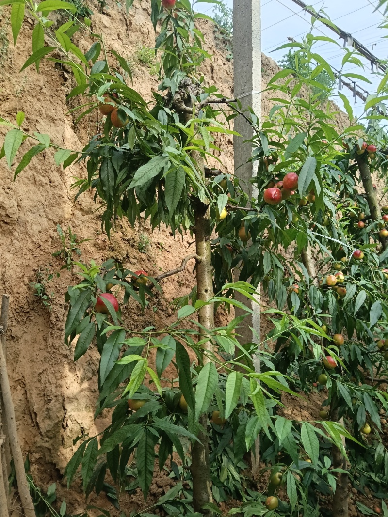 大棚油桃熟了