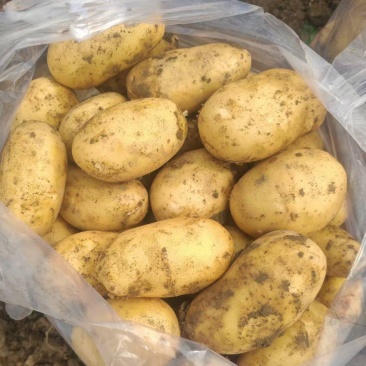 《热卖》湖北襄阳黄心土豆大量上市中对接商超团购供应链