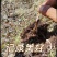 正宗野生冬虫夏草品质保证