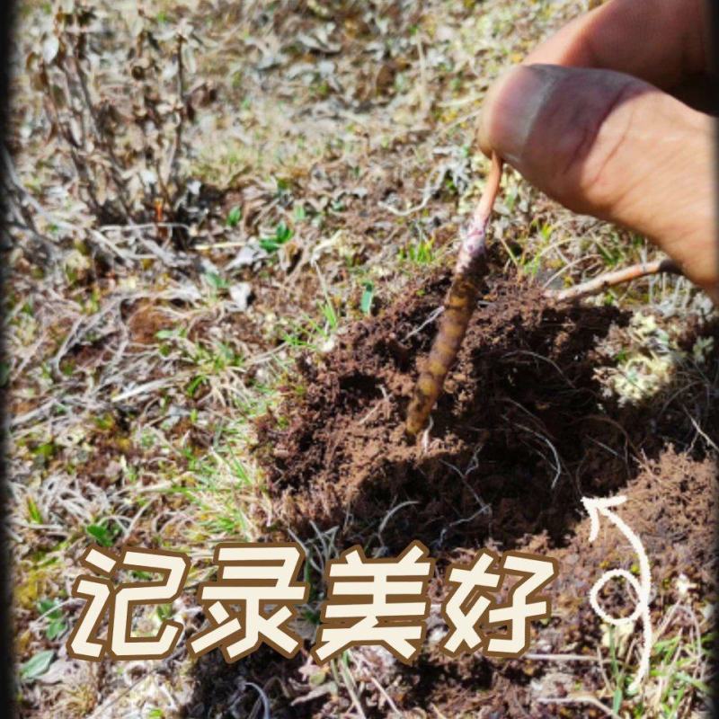 正宗野生冬虫夏草品质保证
