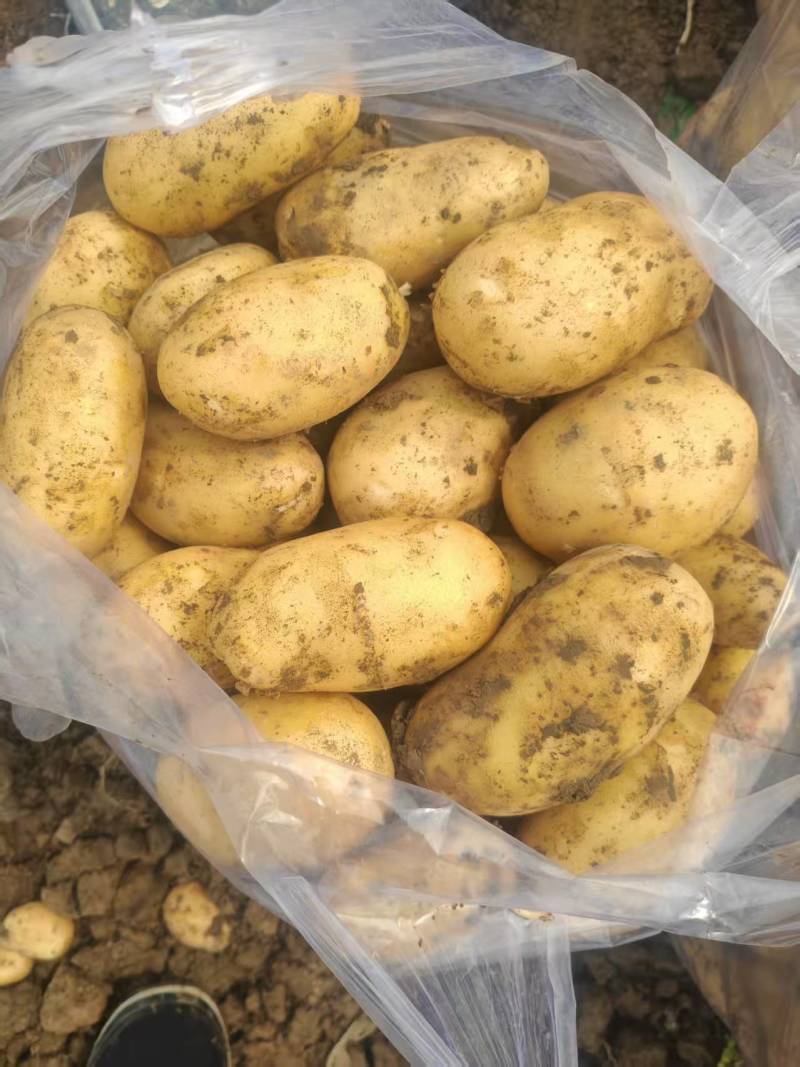 《热卖》湖北襄阳黄心土豆大量上市中对接商超团购供应链