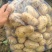 《热卖》湖北襄阳黄心土豆大量上市中对接商超团购供应链